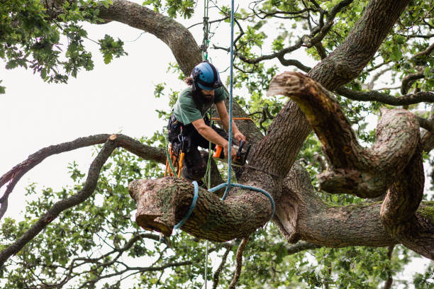 Best Arborist Consultation Services  in West Liberty, IA