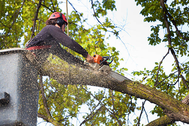 Best Emergency Tree Removal  in West Liberty, IA